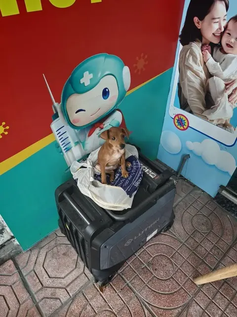 " Có bạn bị va chạm ở cổng tiemchung long châu đối diện cơ khí trung tâm, vc mình chỉ kịp đưa bạn lên ô tô…